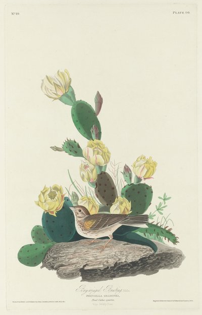 Zigolo dalle Ali Baie, 1830 da John James Audubon